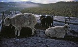 frosty yaks